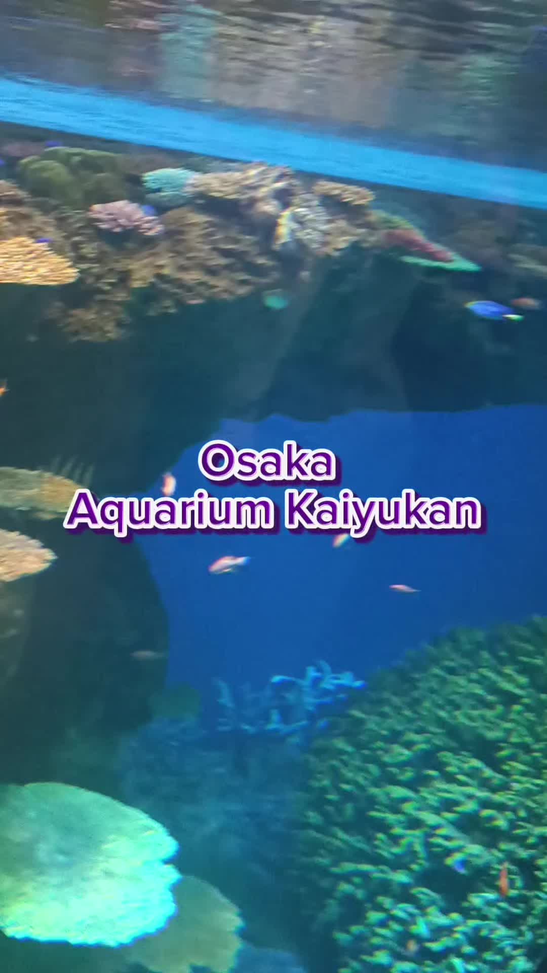 אוסקה אקואריום קאיאוקאן (Osaka Aquarium Kaiyukan)