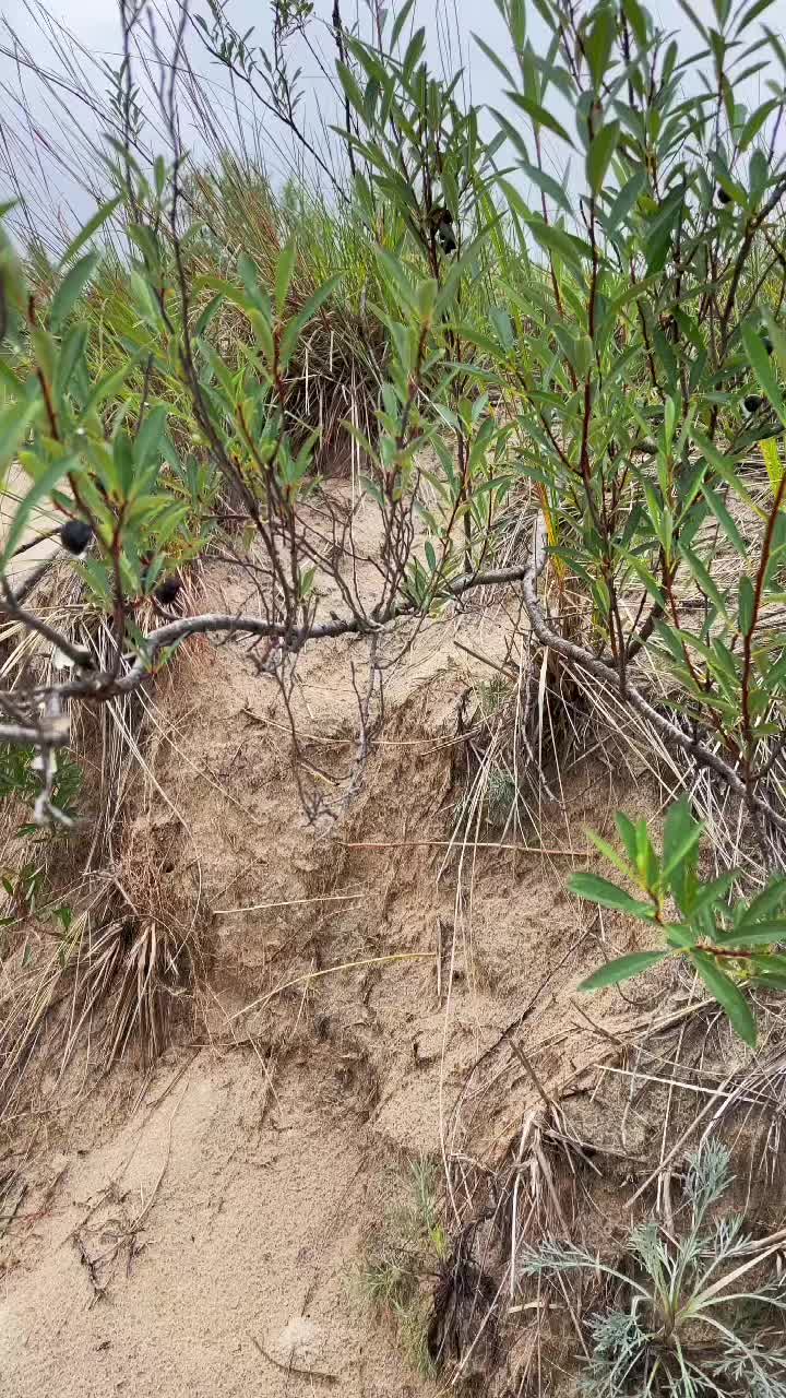 Warren Dunes State Park