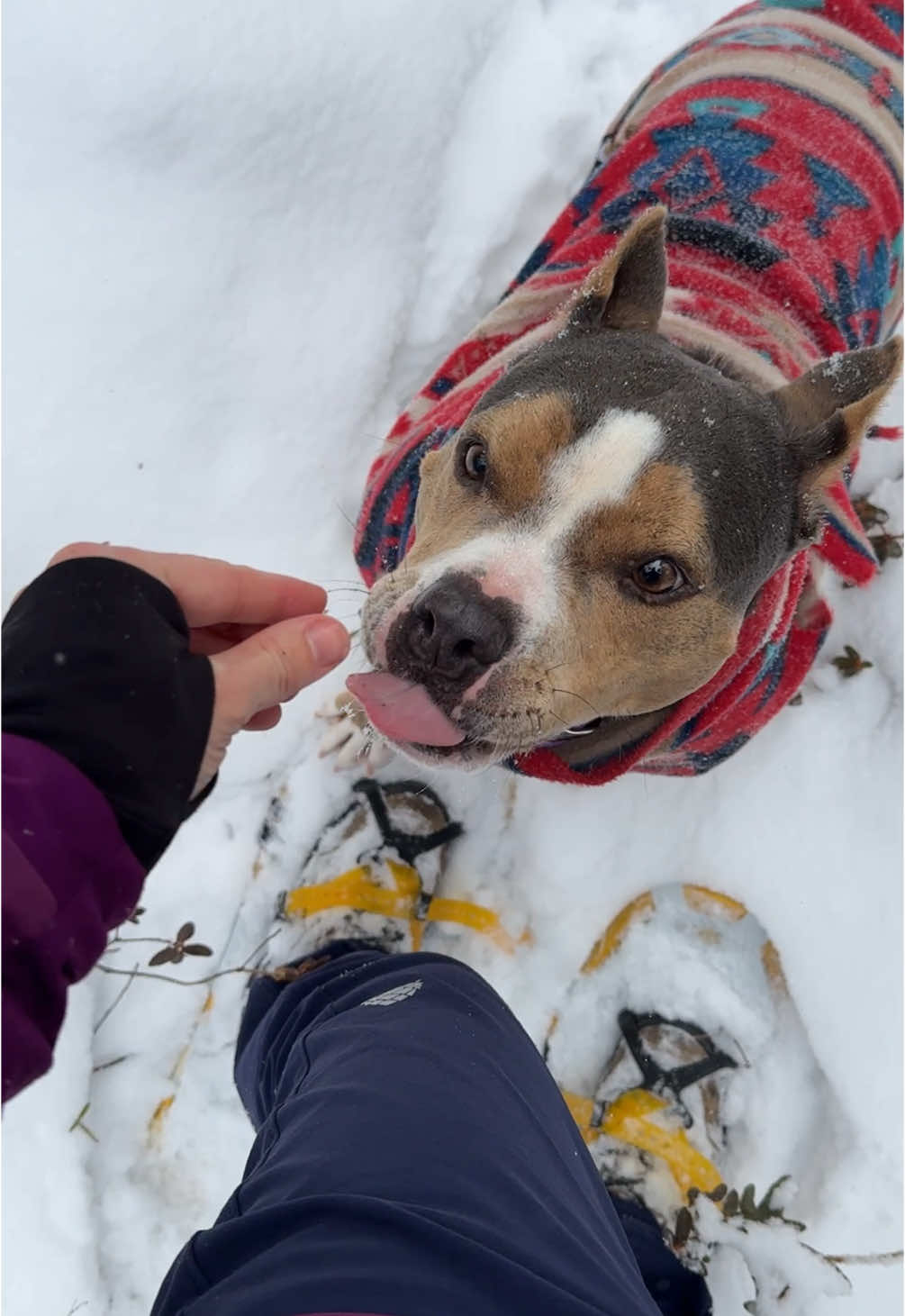 White Wilderness Sled Dog Adventures