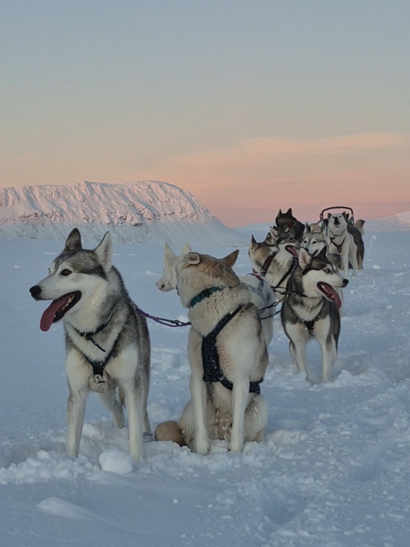 White Wilderness Sled Dog Adventures