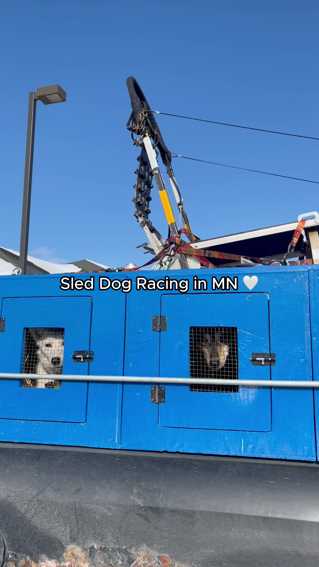 White Wilderness Sled Dog Adventures