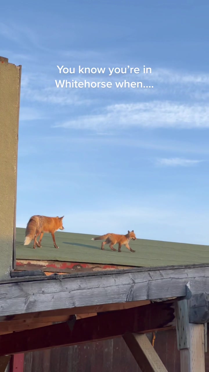 Whitehorse