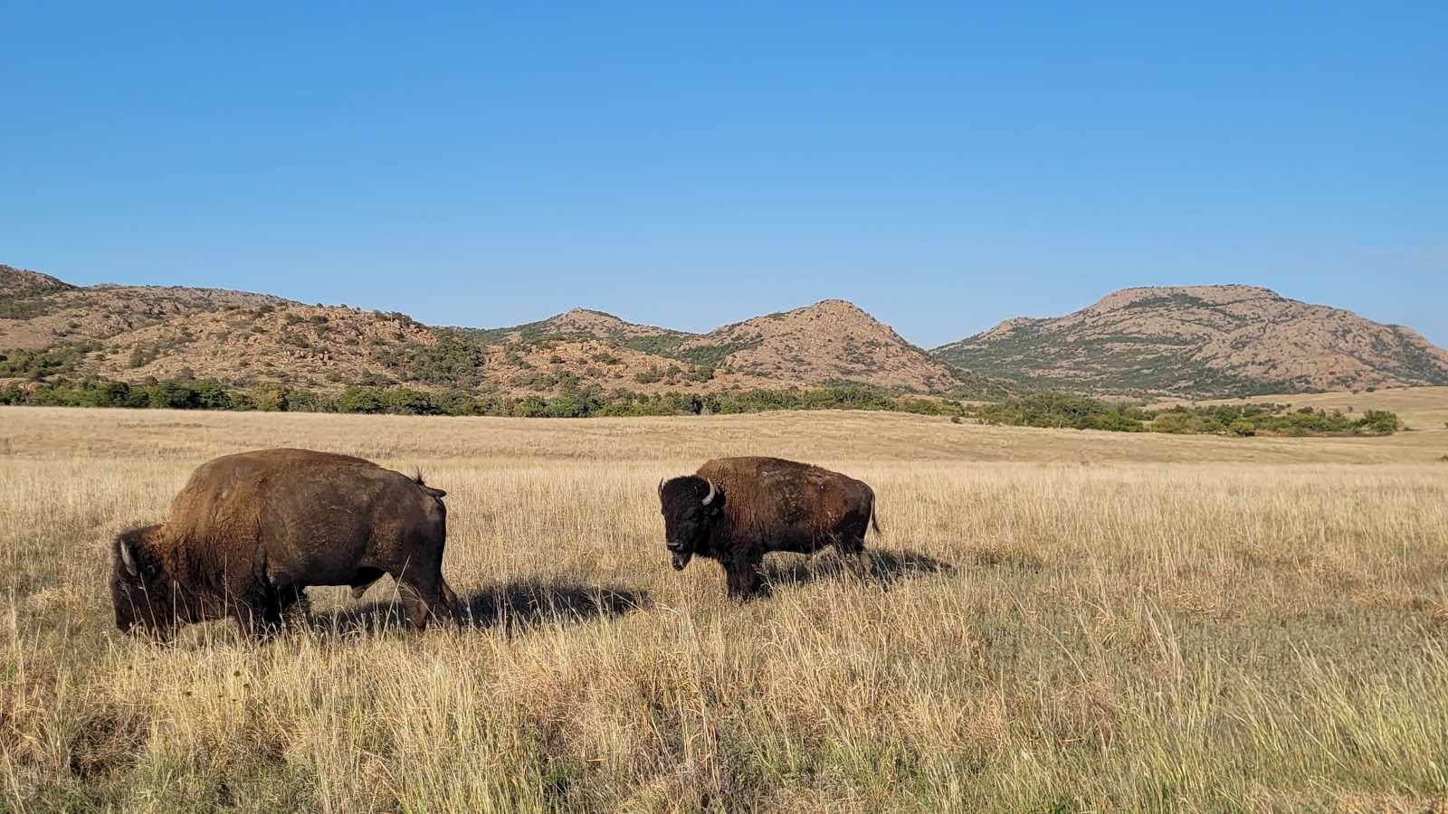 Wichita Mountains Wildlife Refuge