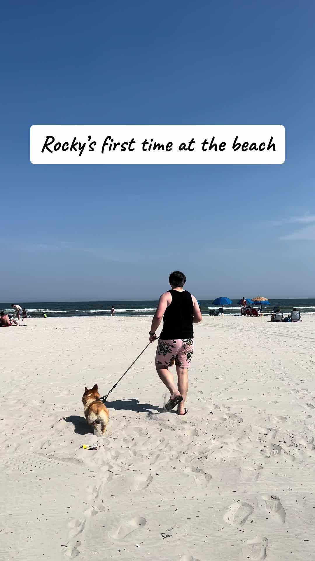 Wildwood Dog Beach