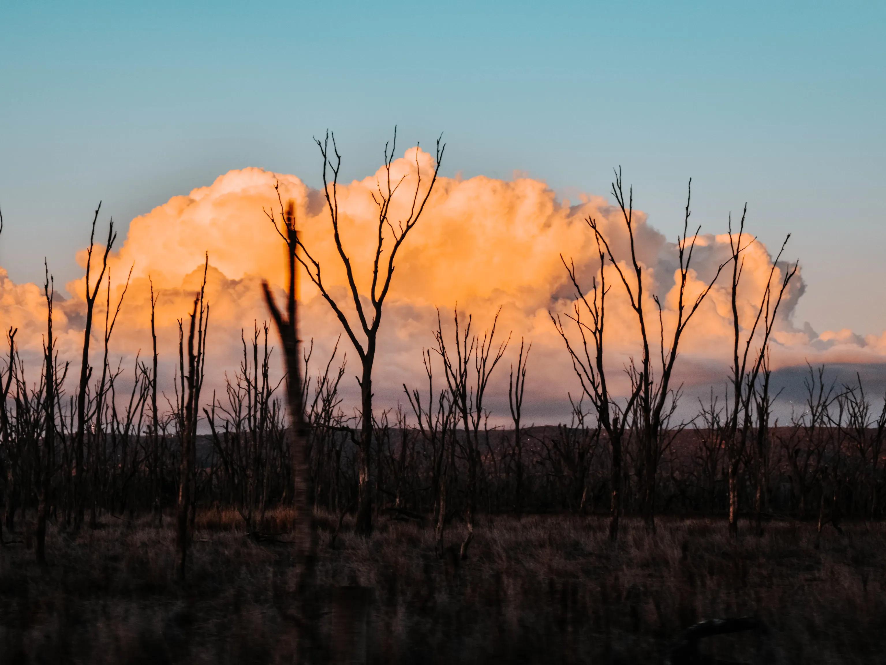 Window on the Wetlands
