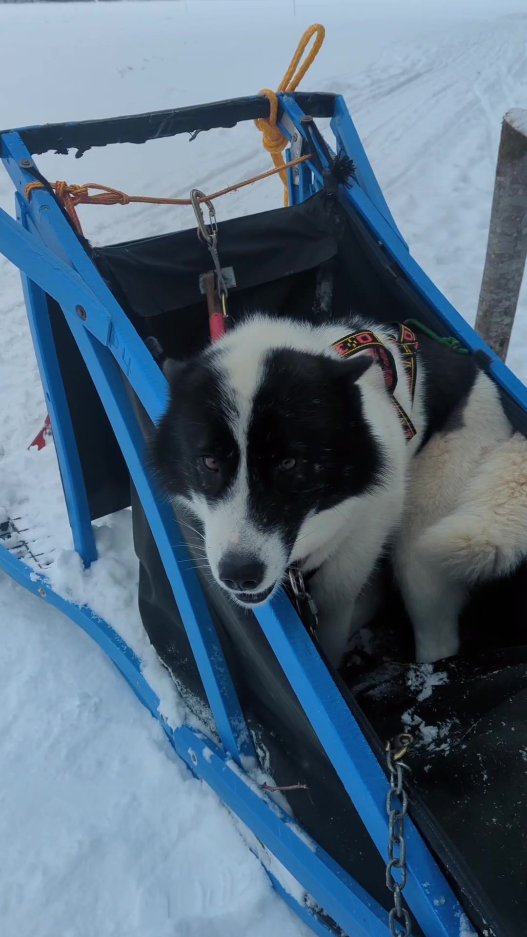 Wintergreen Dogsled Lodge