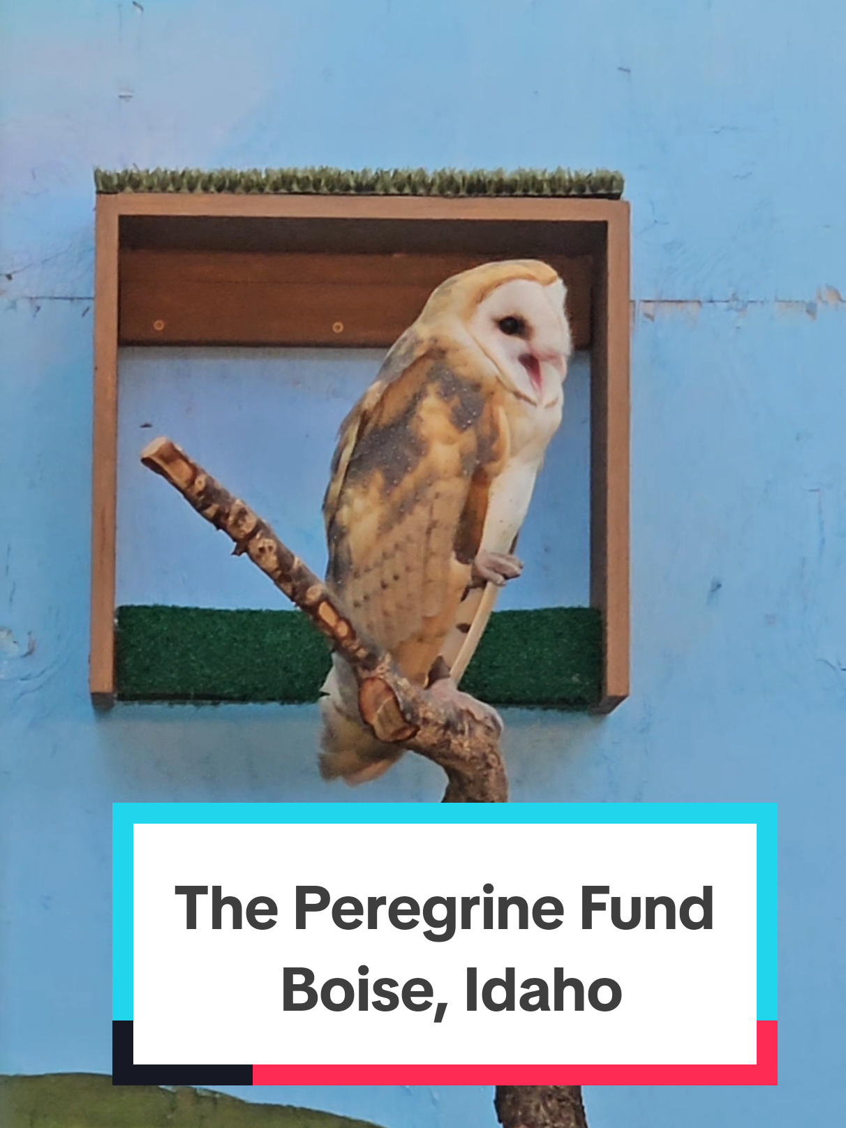 World Center for Birds of Prey