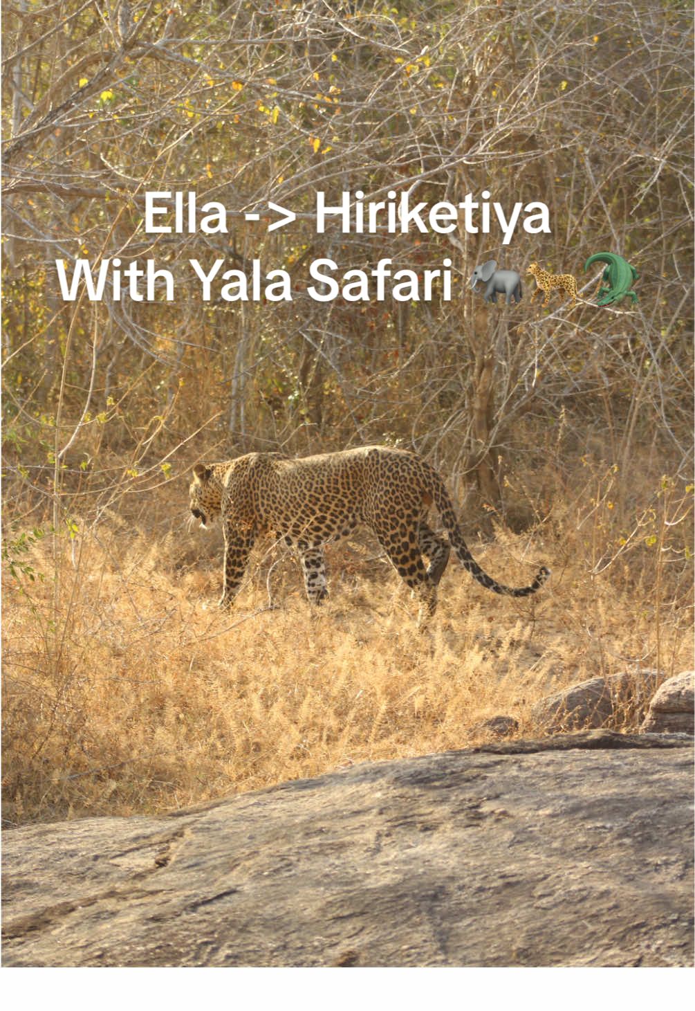 Yala National Park