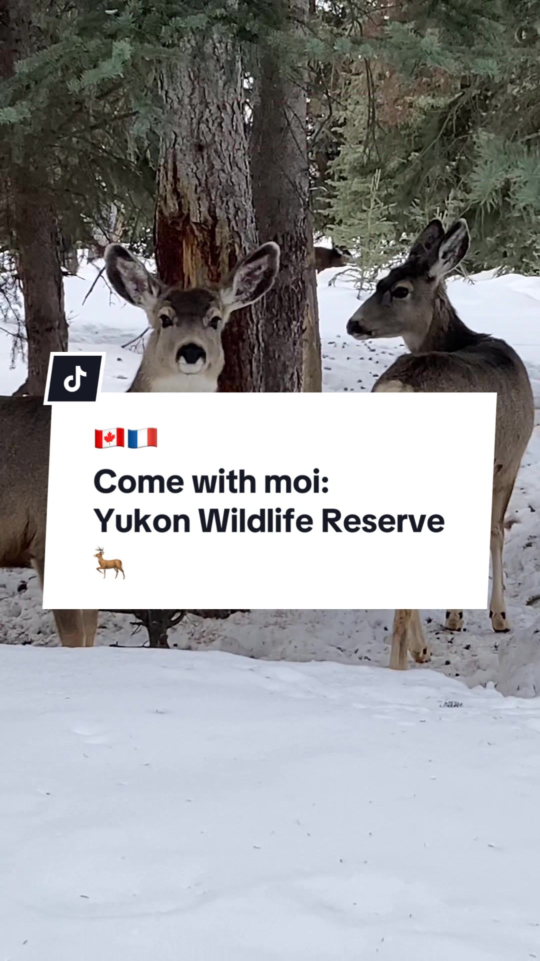 Yukon Wildlife Preserve