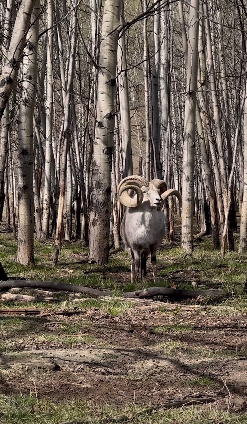 Yukon Wildlife Preserve