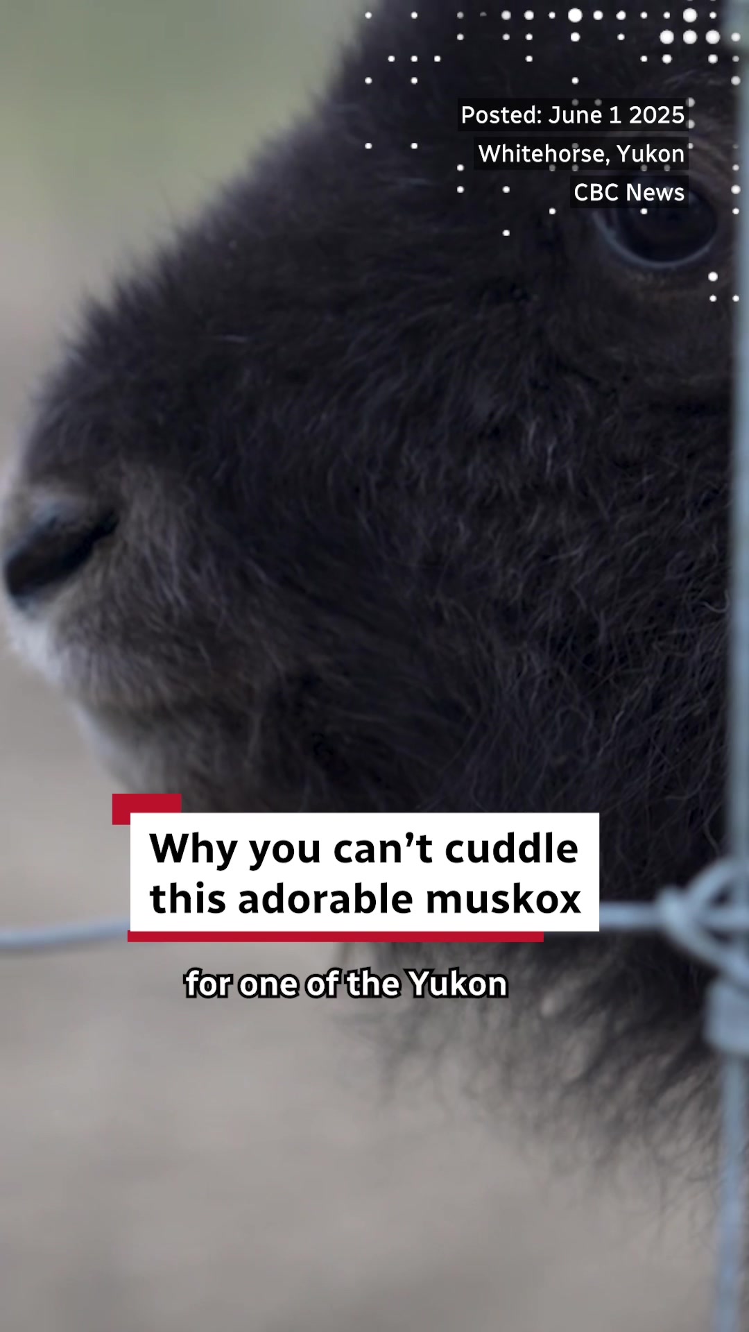 Yukon Wildlife Preserve
