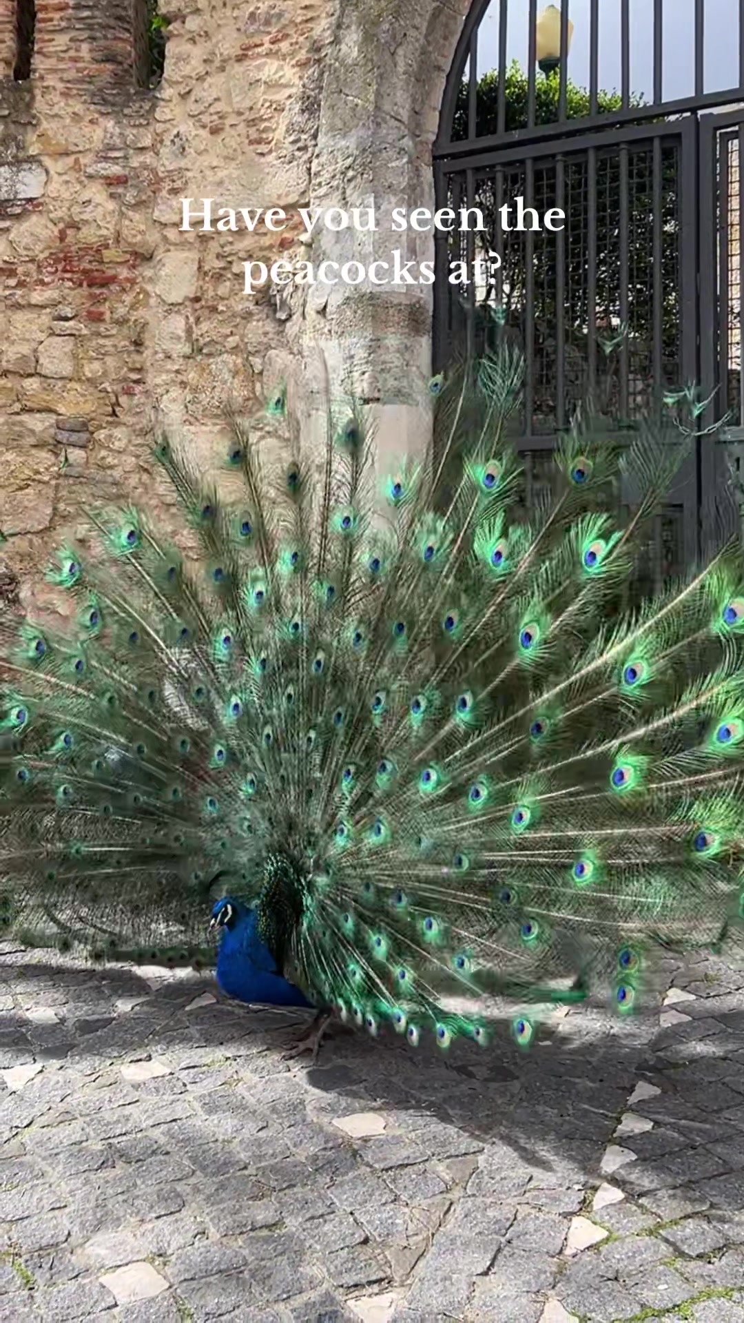 Замок Святого Георгия (Castelo de São Jorge)