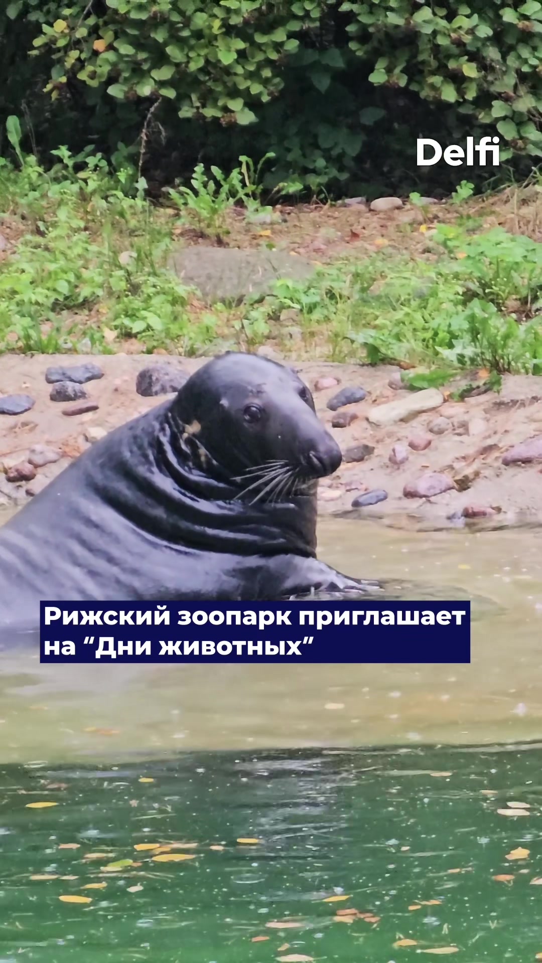 Зоопарк Риги (Riga Zoo)