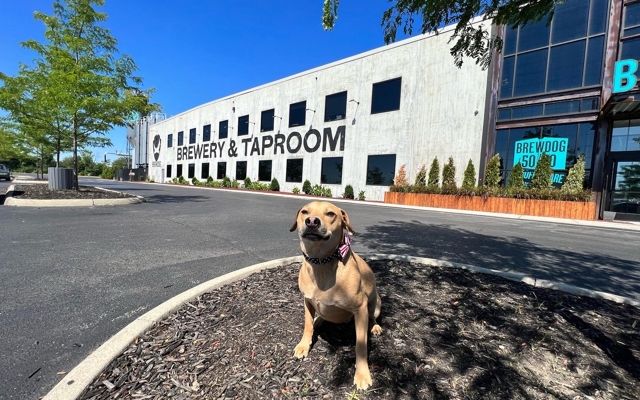 Picture for The DogHouse Hotel