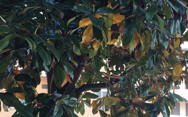 תמונה עבור Hotel Alessandro della Spina