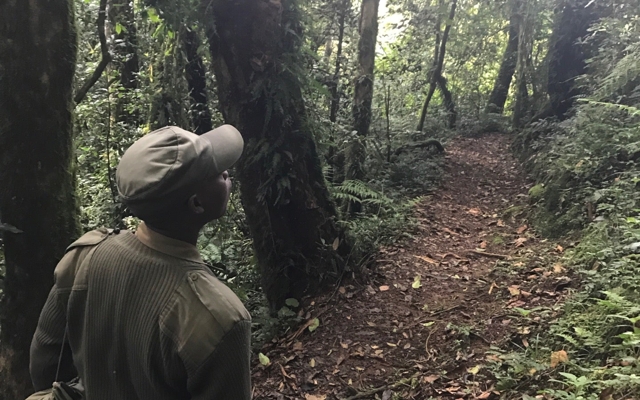 Picture for Nyungwe Forest Lodge
