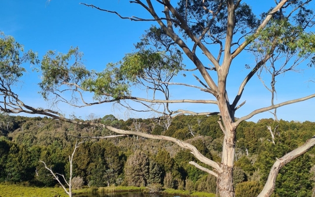 Picture for Peppers Cradle Mountain Lodge