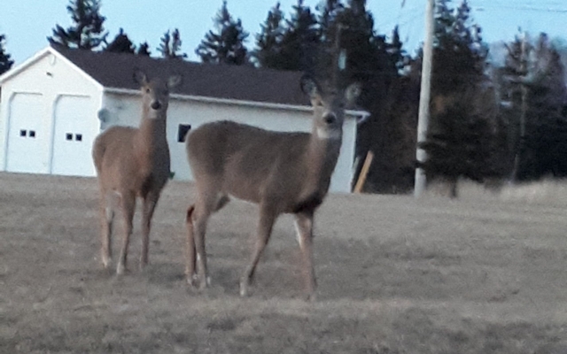 Picture for Pictou Lodge Beachfront Resort