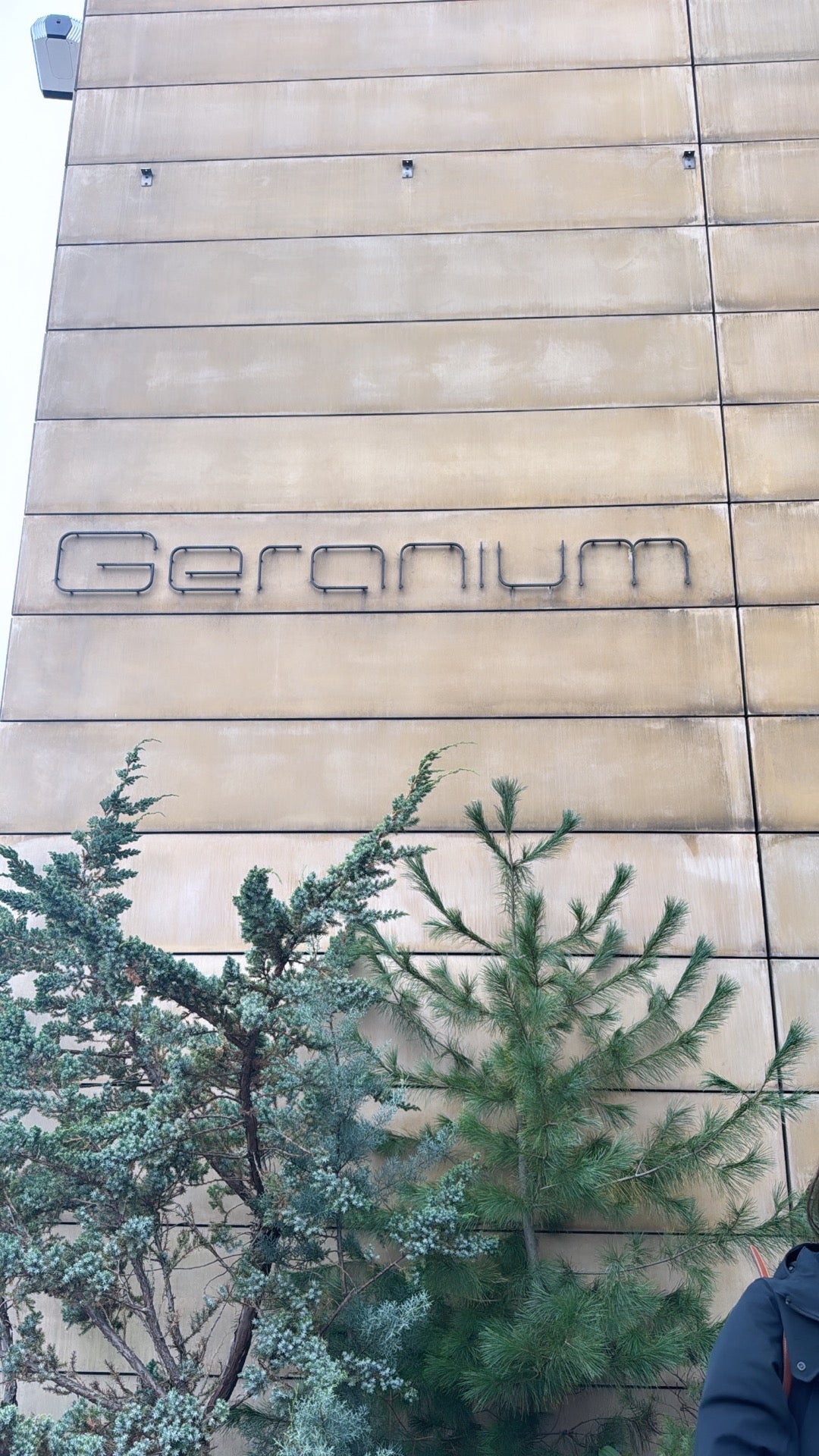 תמונה עבור Geranium