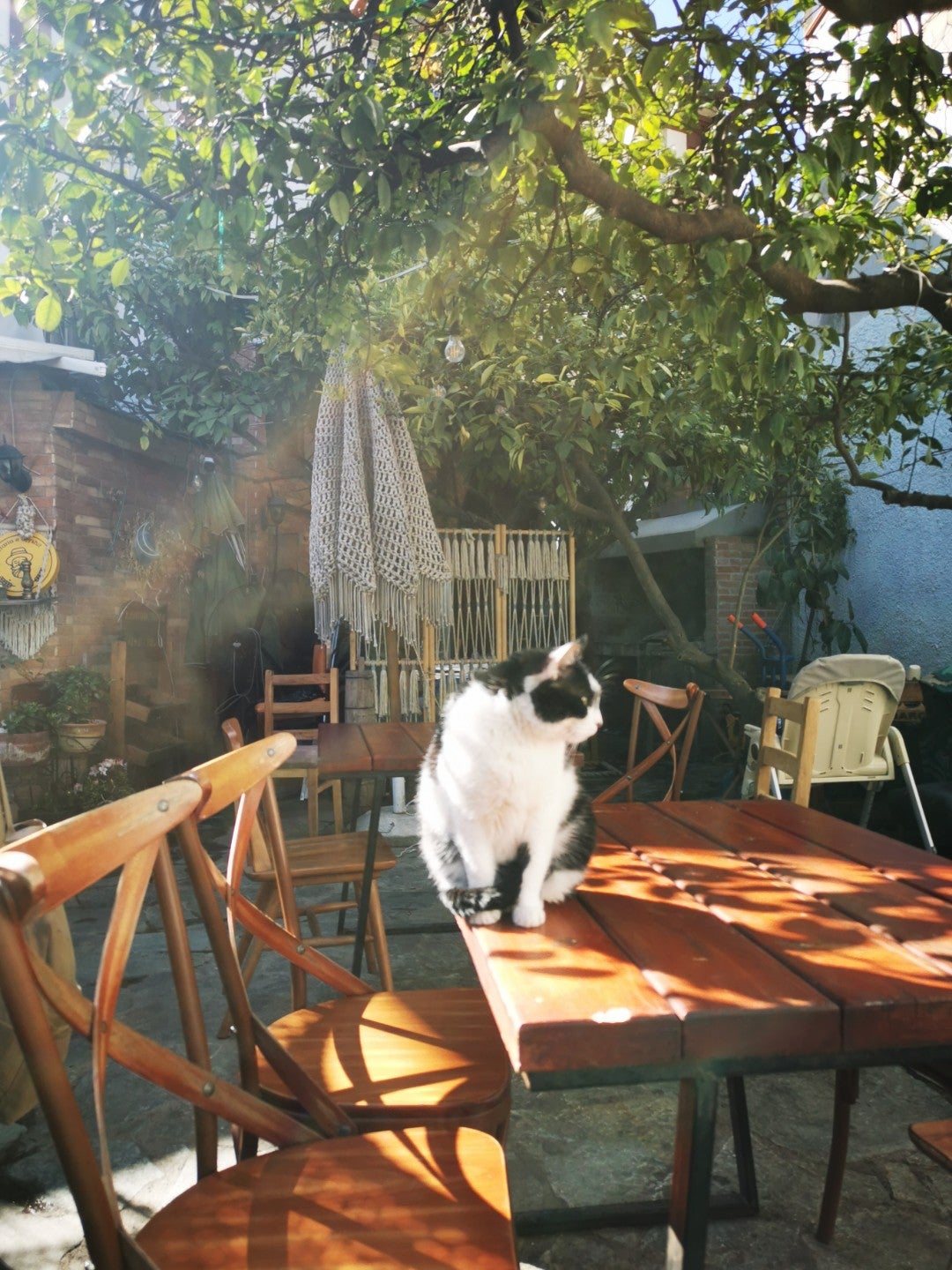 תמונה עבור Oda Restaurant