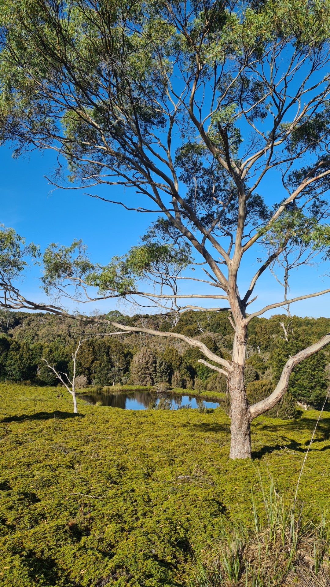 Picture for Peppers Cradle Mountain Lodge