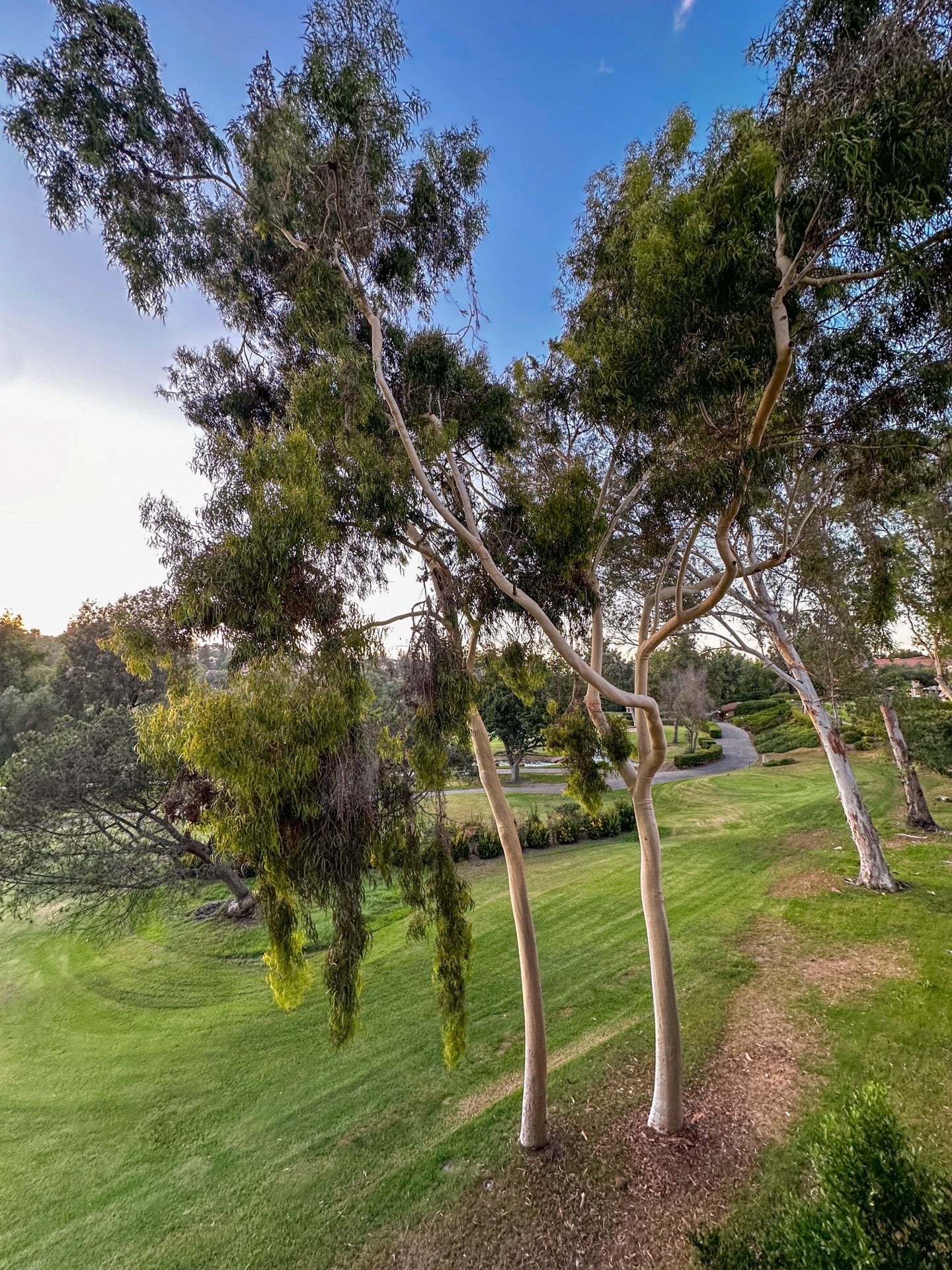 תמונה עבור Rancho Bernardo Inn