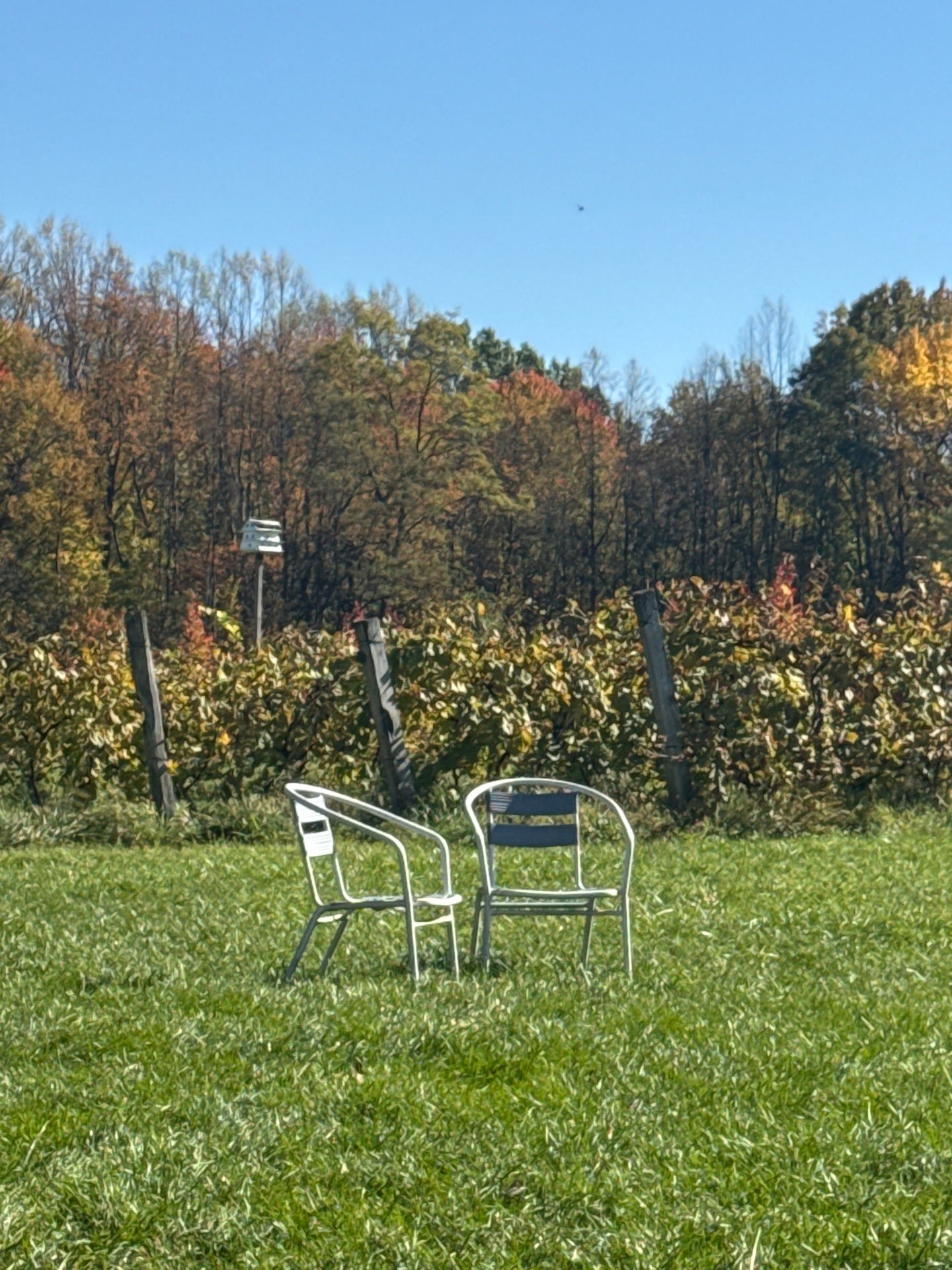 תמונה עבור Sarah's Vineyard